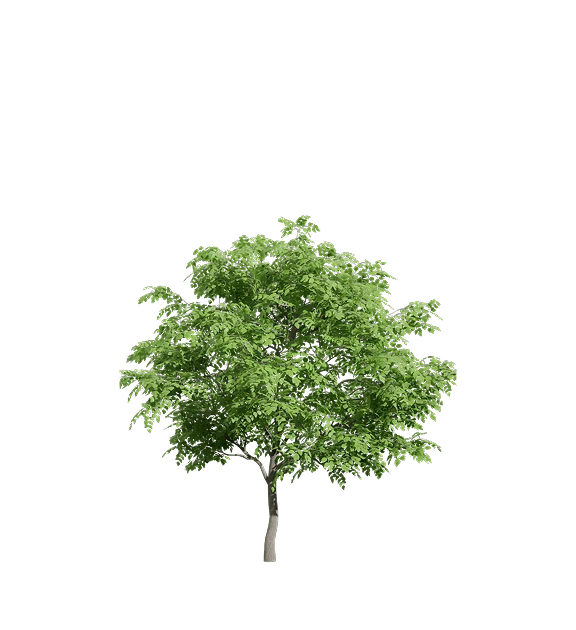 plant model