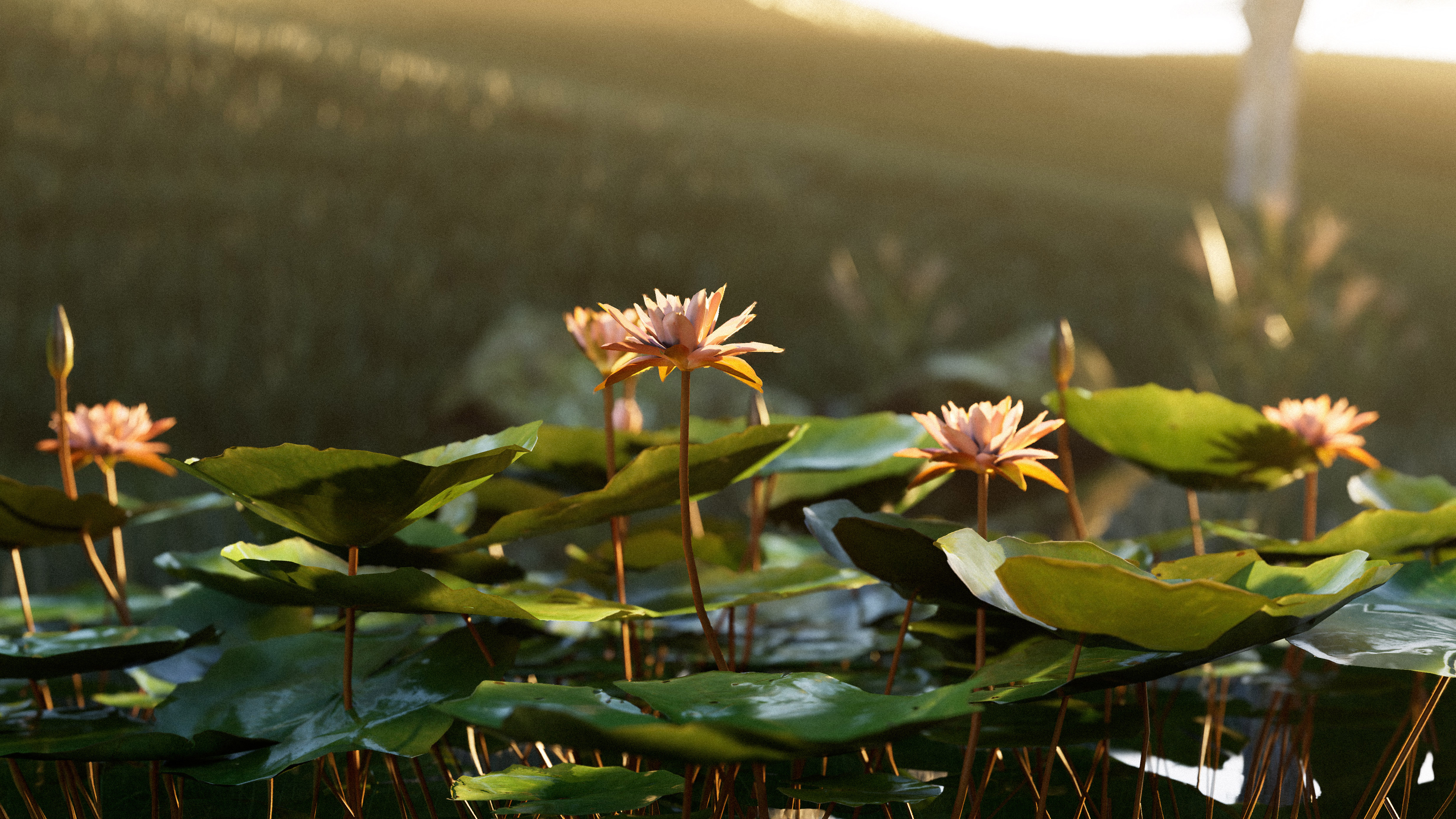 Natural water lilies Archicad and D5 Render