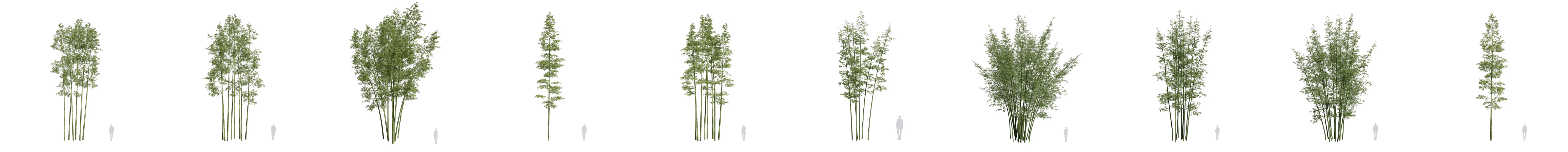 Create a lush and realistic bamboo forest in D5 Render